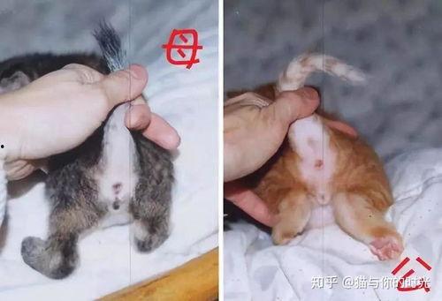 息子 母 无码,探寻血缘与情感的交织