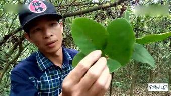 嫩草香味无码,嫩草香味的清新之旅